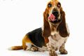 Ветеринарная клиника Унивет - иконка «для собак» в Королеве